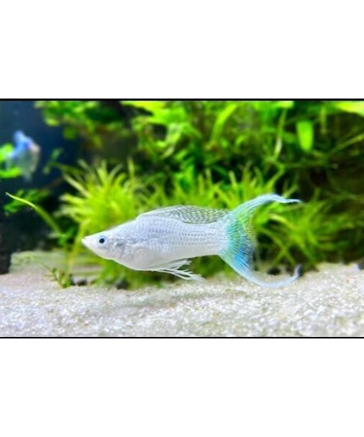 Molly Platinum white lyrehale 1 stk