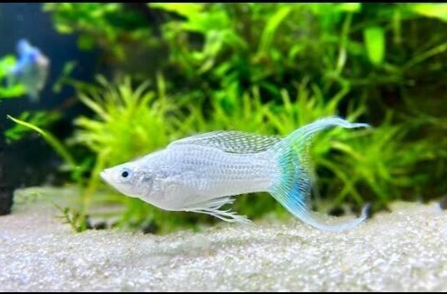 Molly Platinum white lyrehale 1 stk