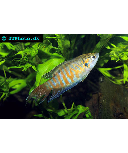 Paradisfisk Macropodus Opercularis 1 stk