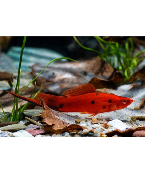 xiphophorus helleri sværdrager "Berlin" 1 stk