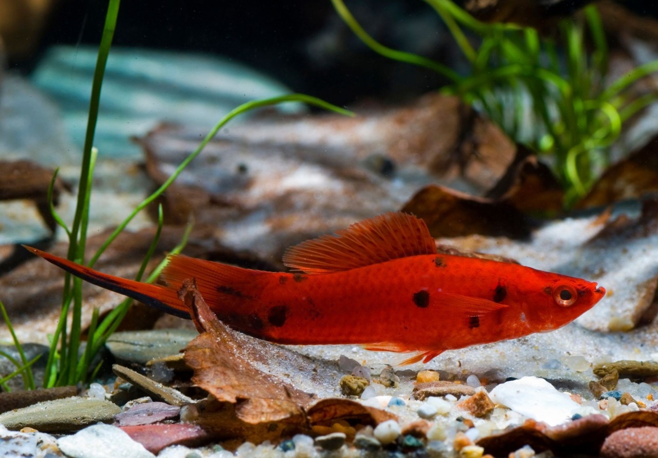 xiphophorus helleri sværdrager "Berlin" 1 stk