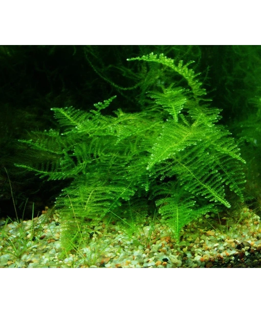 Taxiphyllum alternans  ´Taiwan ´ 1 portion