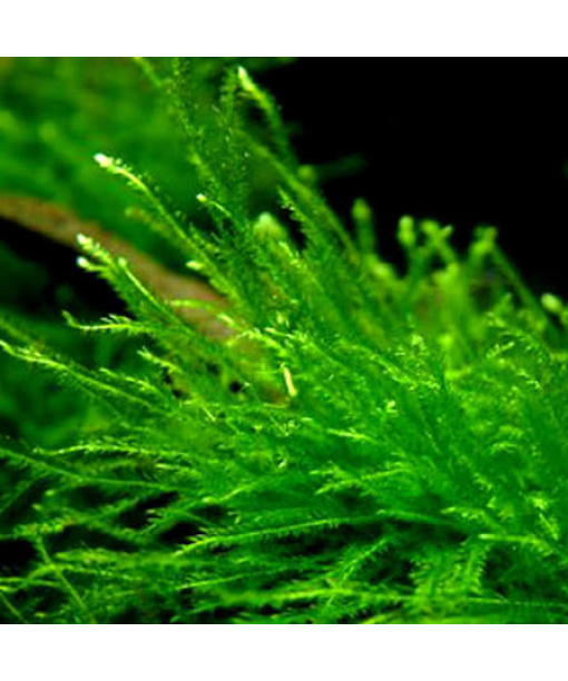 Taxiphyllum barbieri 1 portion