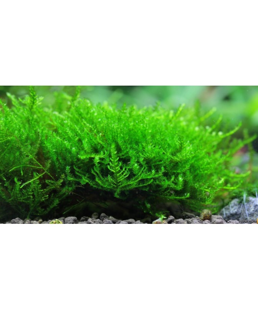 Vesicularia spec. ´Triangle moss´ 1 portion