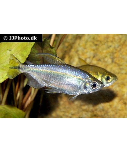 alestopetersius tumbensis  - Gul Congo Tetra 1 stk