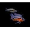 Apistogramma elizabethae " red belly" 1 stk - Billede 2