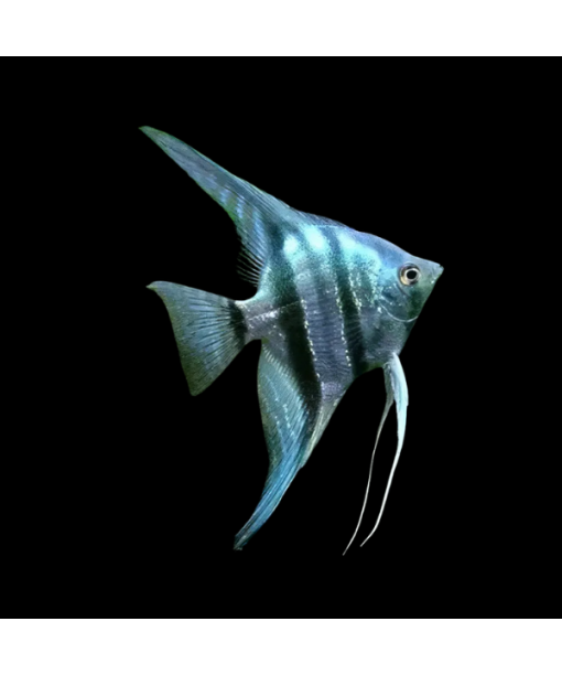 pterophyllum scalare blue zebra 1 stk
