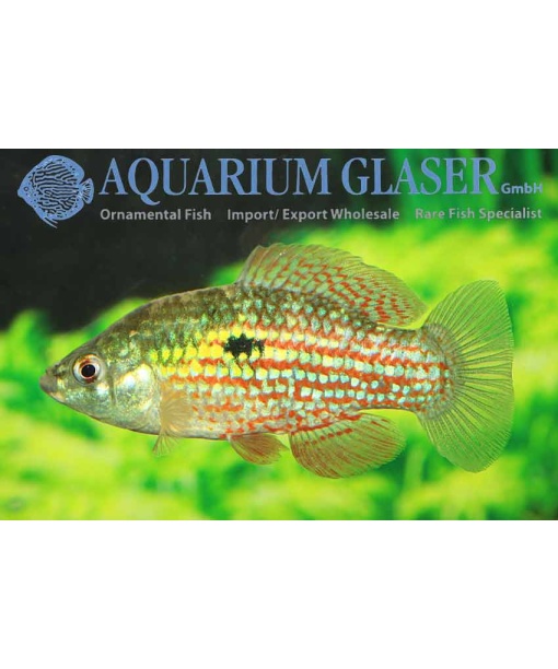 Jordanella floridae - Florida flagfisk