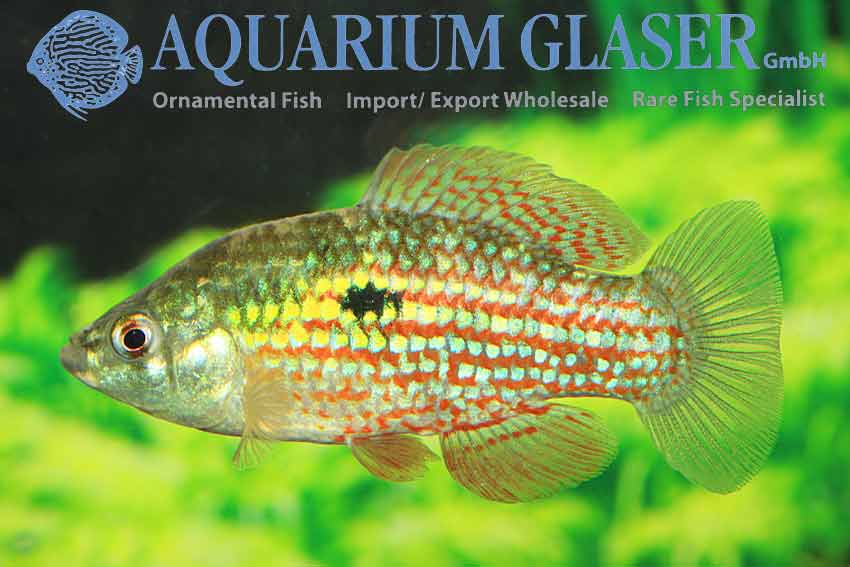 Jordanella floridae - Florida flagfisk