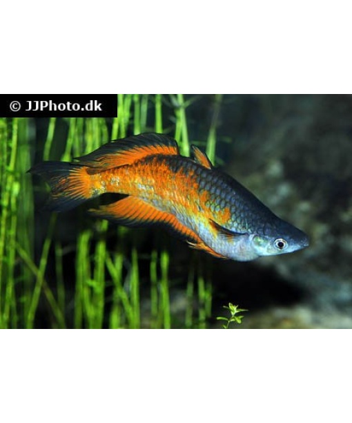 melanotaenia parkinsoni 1  stk