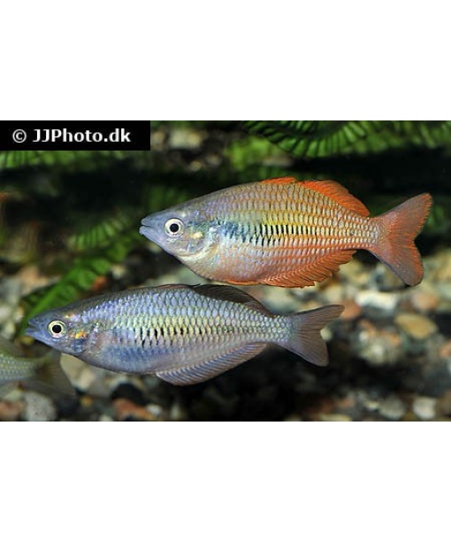 melanotaenia parva - Lake Kurumoi 1 stk