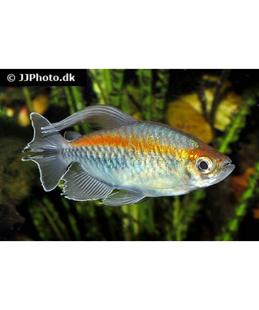 Phenacogrammus interruptus - Congo Tetra 1 stk