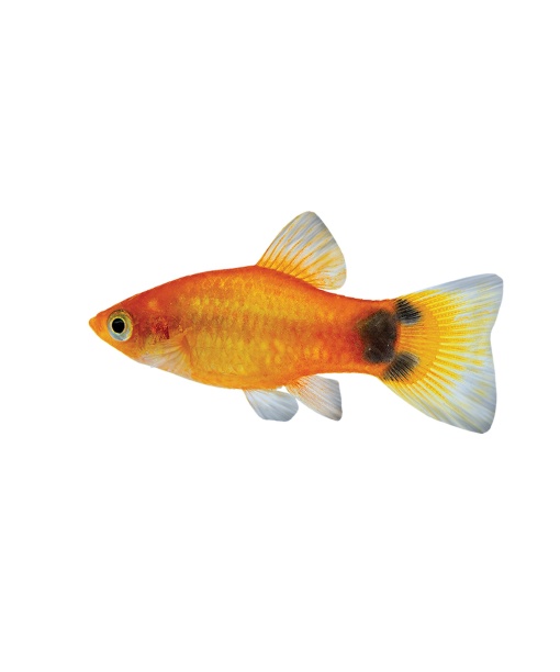 Xip maculatus Mickey mouse pineapple 1 stk