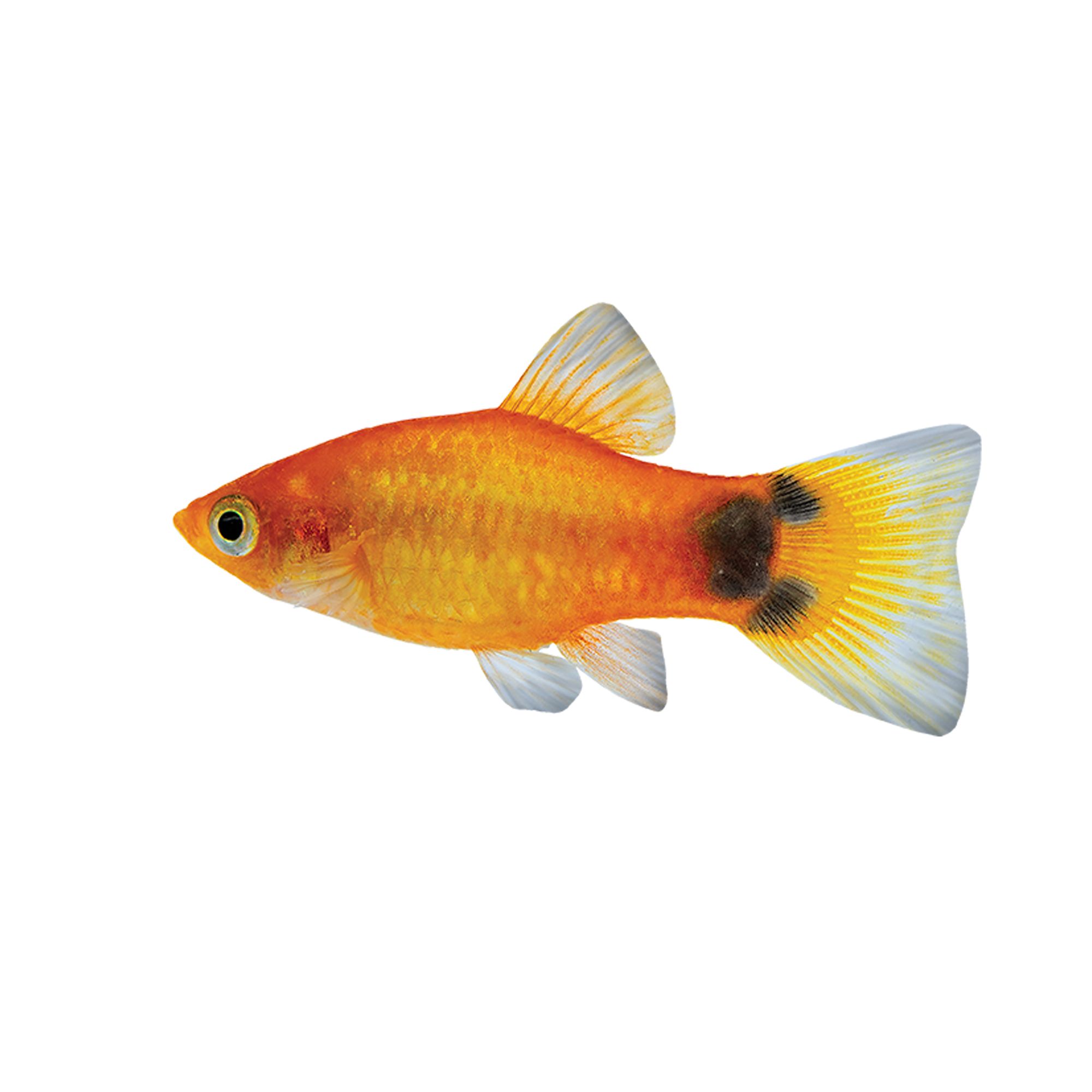 Xip maculatus Mickey mouse pineapple 1 stk