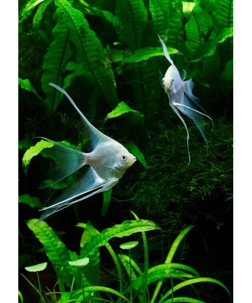 pterophyllum Platinum longfinn 1 stk