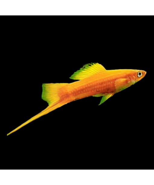 xiphophorus helleri sværdrager Golden 1 stk