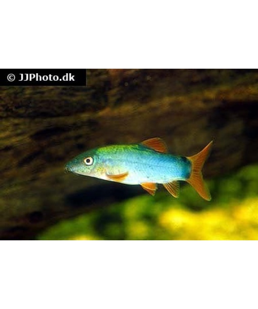 yasuhikotakia modesta