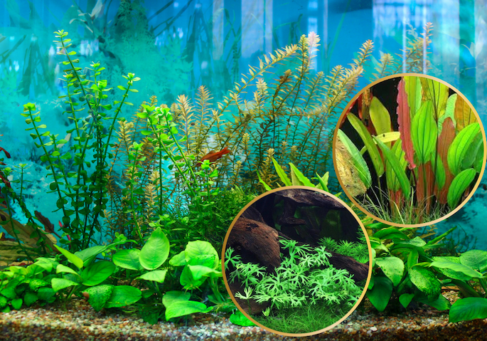 Kan akvarieplanter sendes i koldt vejr? Ja – sådan gør vi