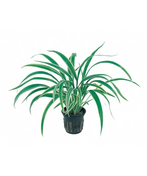 Chlorophytum bichetii