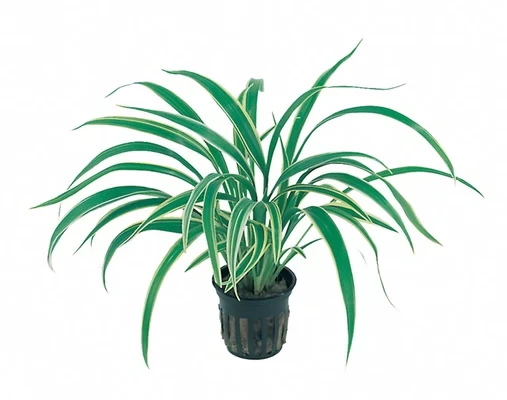 Chlorophytum bichetii