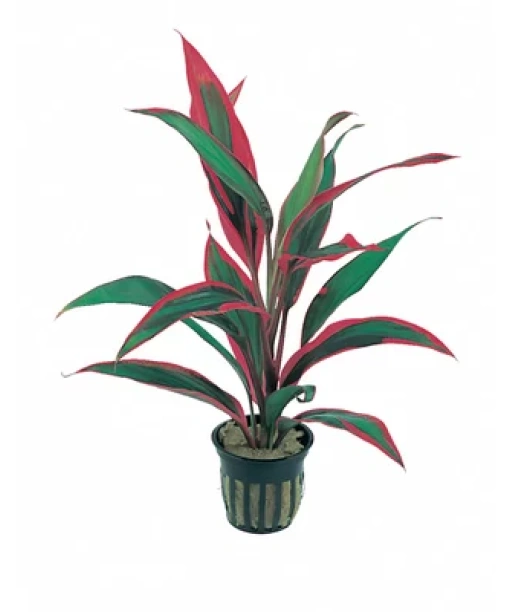 Cordyline 'Red Edge'