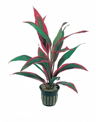Cordyline 'Red Edge'