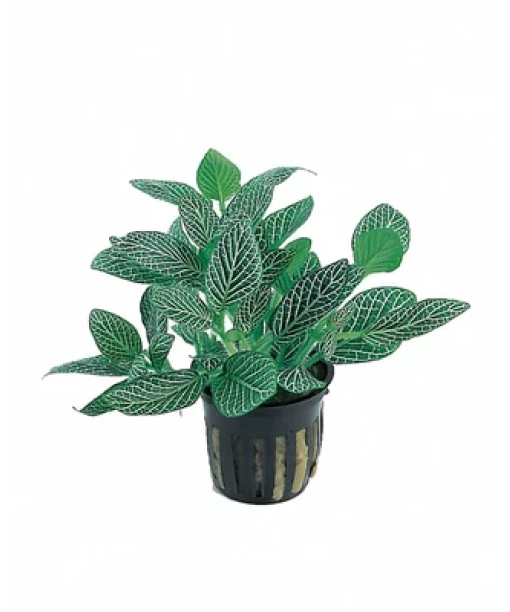 Fittonia 'Mini White'