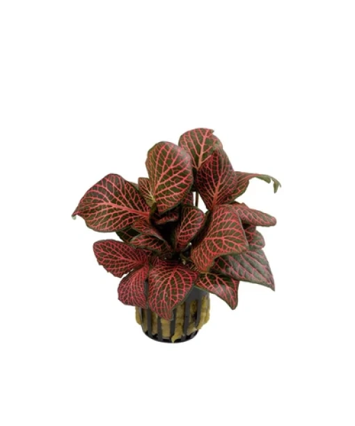 Fittonia 'Red'