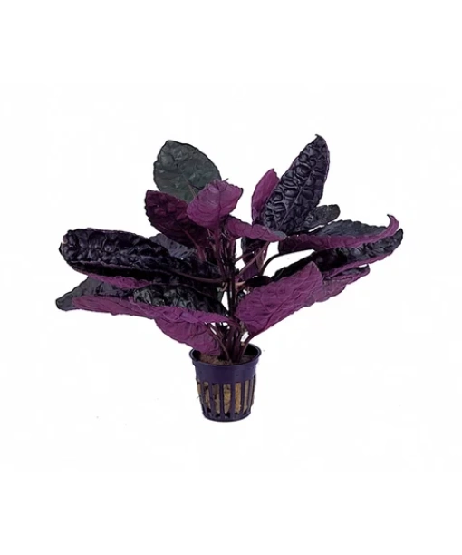 Hemygraphis colorata