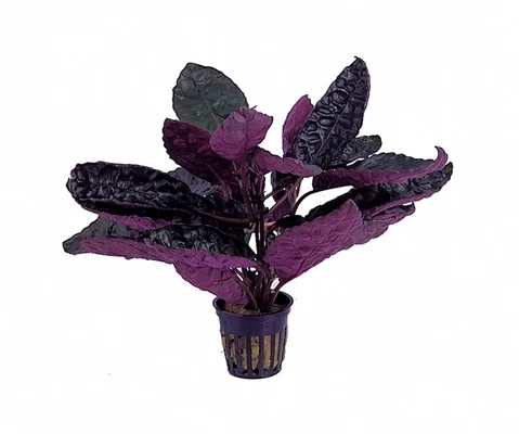 Hemygraphis colorata