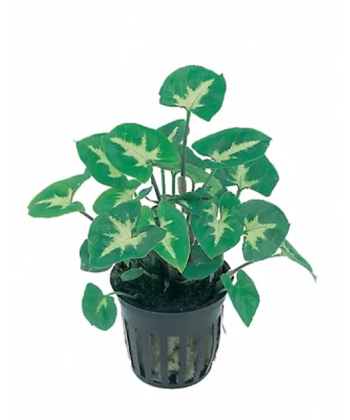 Syngonium pixie