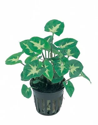 Syngonium pixie