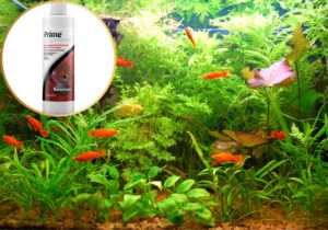 En sikker start – og et stabilt akvarium fra dag ét