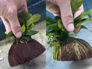 Derfor er gødning vigtig i dit akvarium
