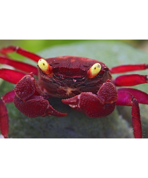 Geosesarma sp.  - Darkred yellow eye 1 stk