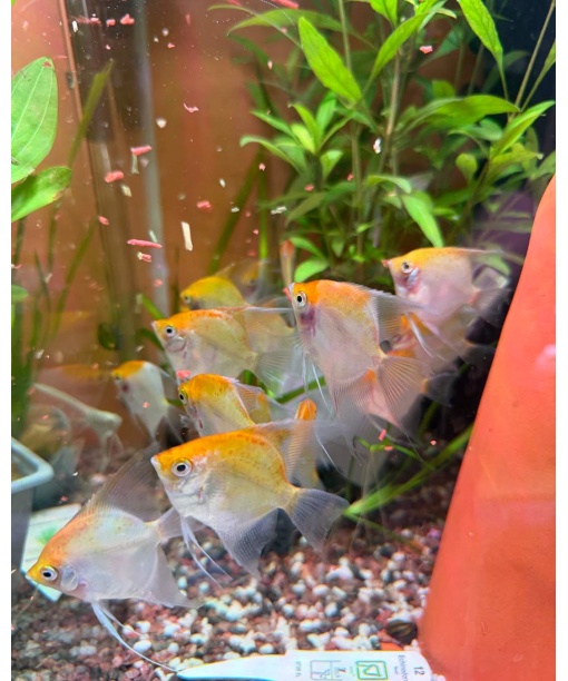 pterophyllum scalare Red face Ghost 1 stk