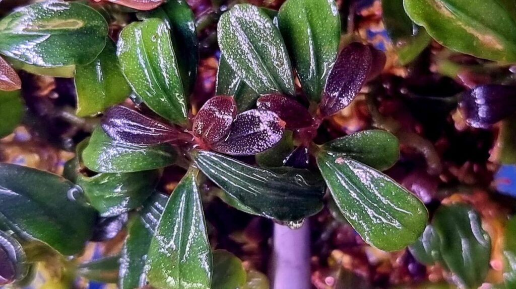 Sommerlevering af Bucephalandra er landet