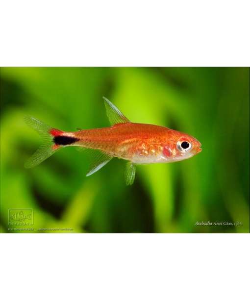 axelrodia riesei - Ruby tetra 1 stk
