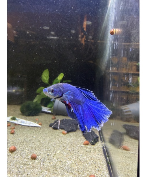 kampfisk han HM Blue fancy grade A 1 stk