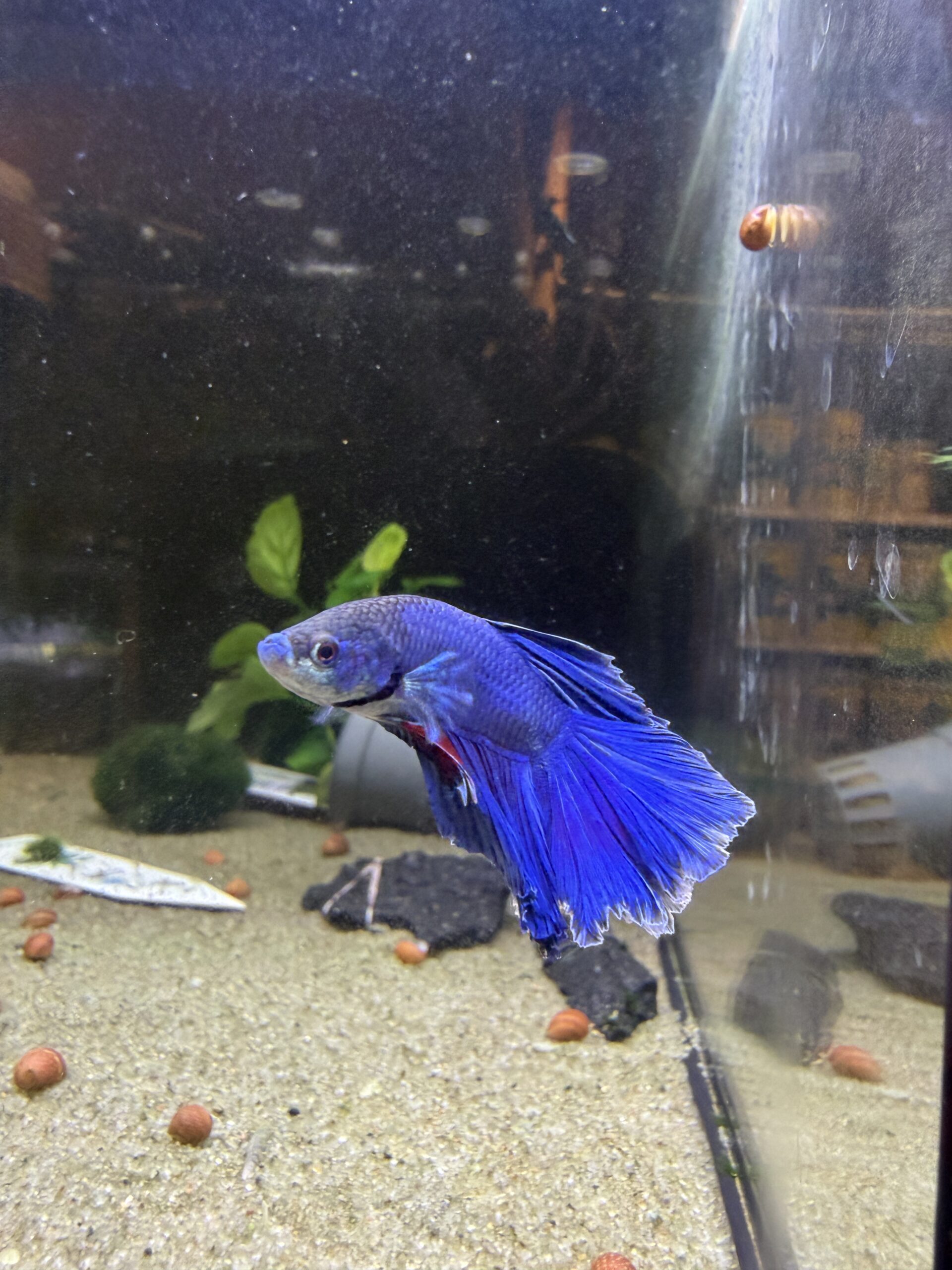 kampfisk han HM Blue fancy grade A 1 stk