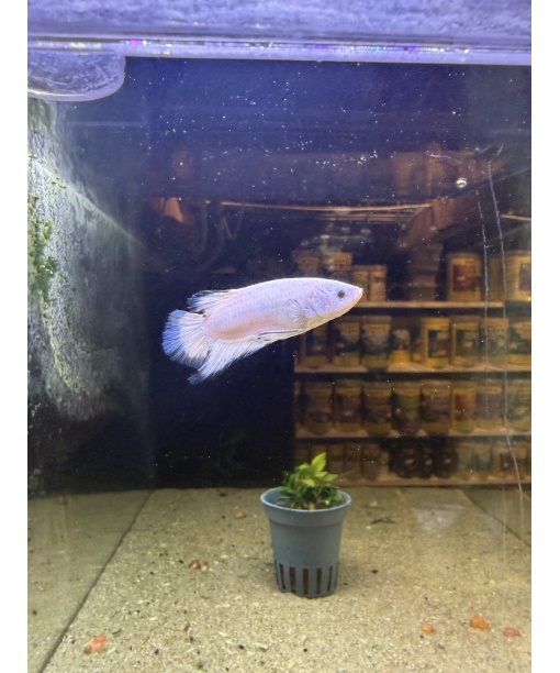 kampfisk han plakat Blue rim grade A 1 stk