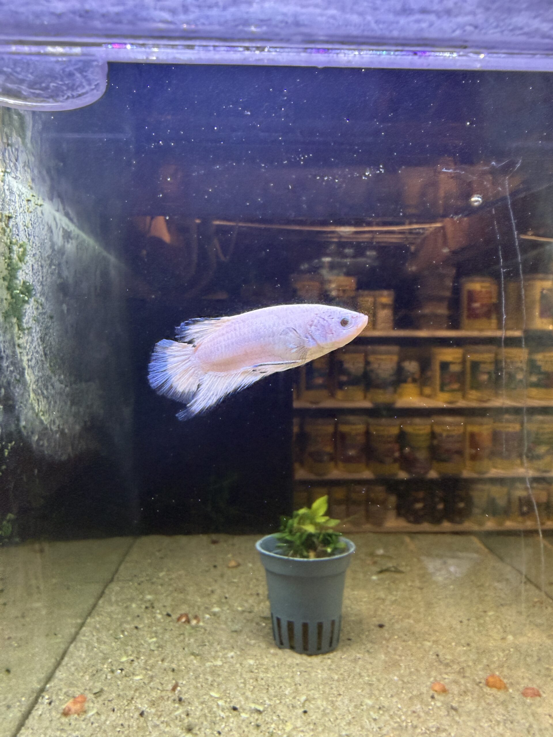 kampfisk han plakat Blue rim grade A 1 stk