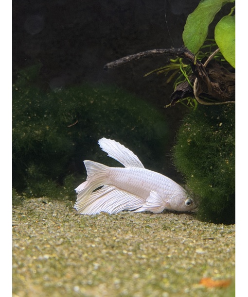 kampfisk han HM White fancy grade A 1 stk