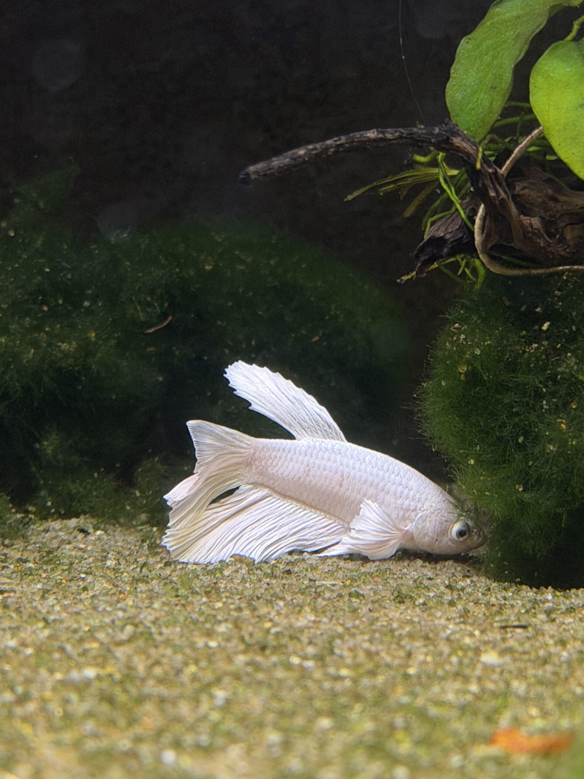 kampfisk han HM White fancy grade A 1 stk