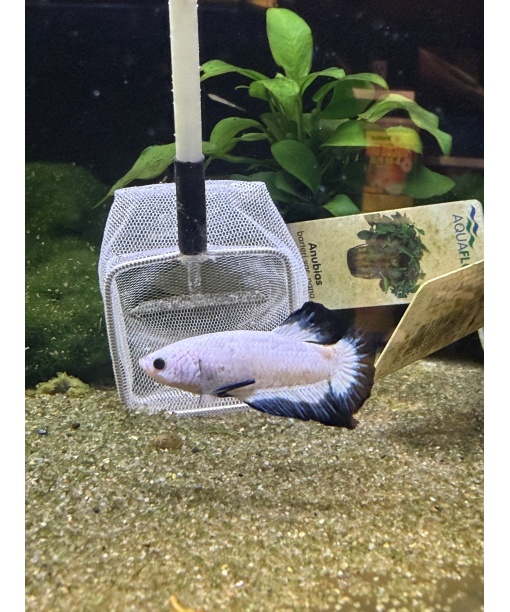 kampfisk han plakat Blue rim grade A 1 stk