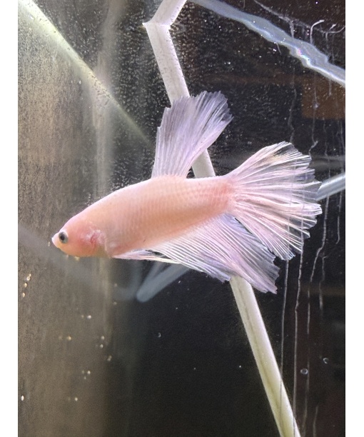 kampfisk han HM White fancy grade A 1 stk