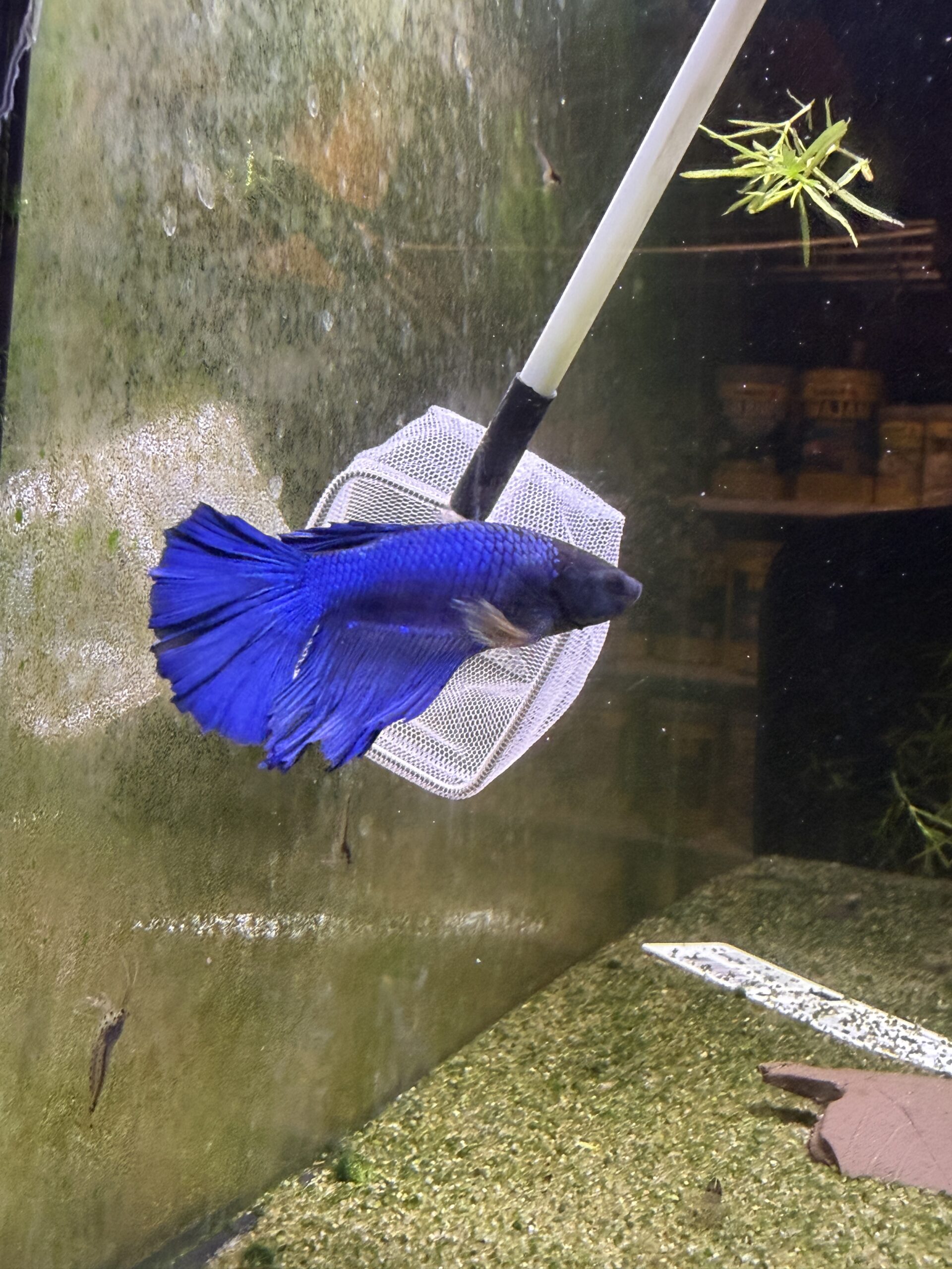 kampfisk han HM Blue fancy grade A 1 stk