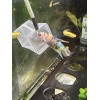 kampfisk han plakat Yellow koi galaxy grade A 1 stk
