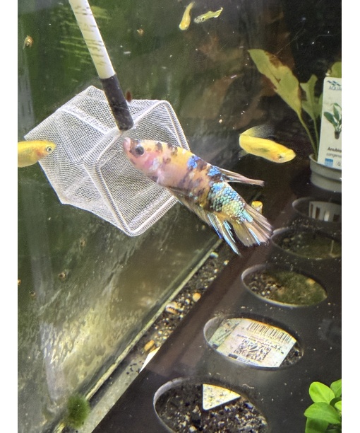 kampfisk han plakat Yellow koi galaxy grade A 1 stk