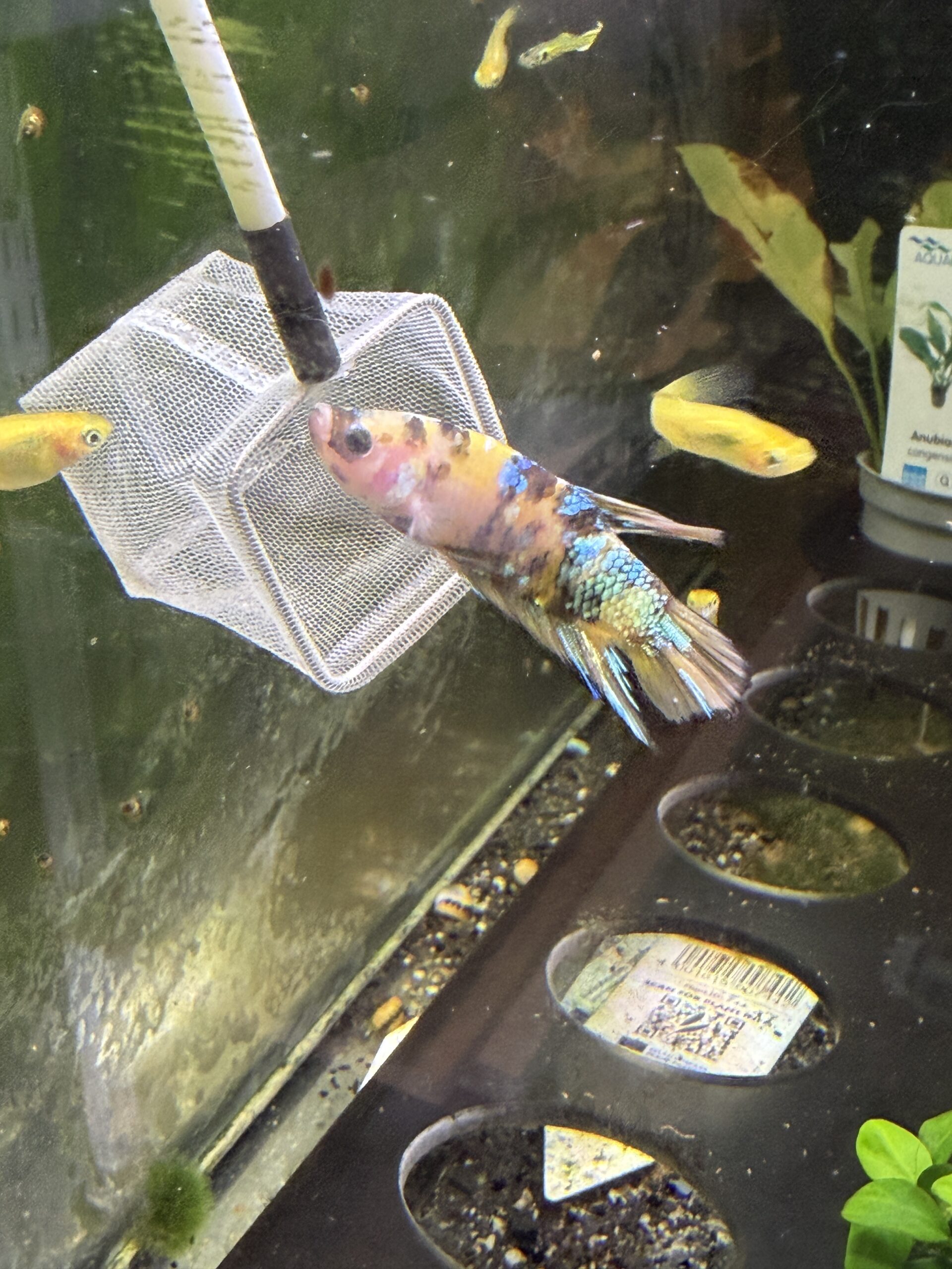 kampfisk han plakat Yellow koi galaxy grade A 1 stk